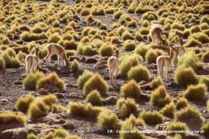 Altiplano